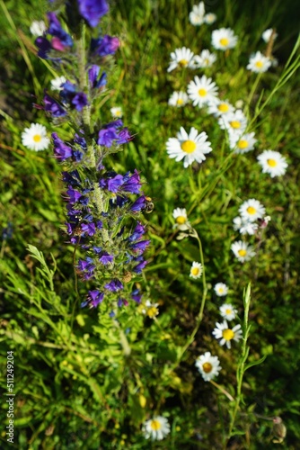 Common viper's bugloss on a blooming meadow in June 