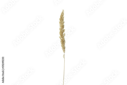 One dried flower isolated on white background
