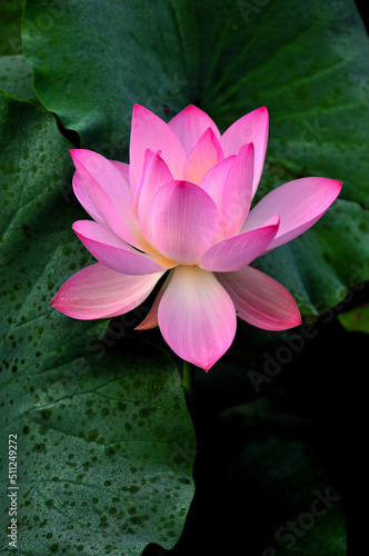 Blossoming lotus flower