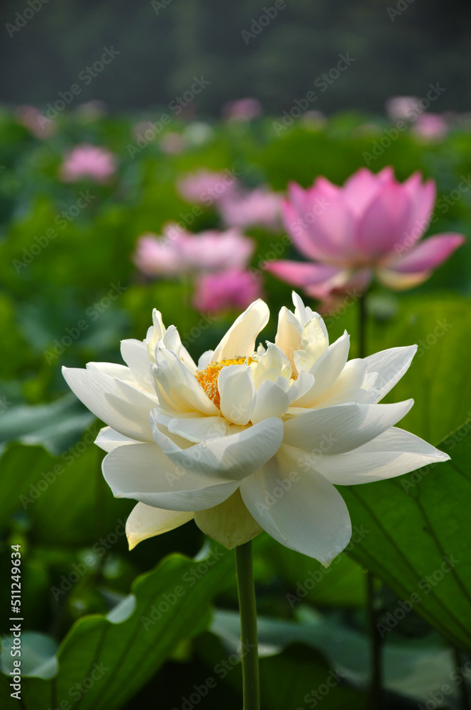 Blossoming lotus flower