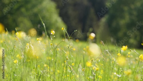 Flowers on mountain meadow on a sunny day