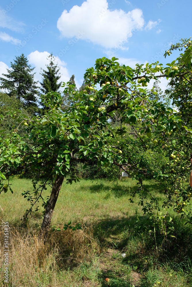 FU 2020-08-16 FoBotGa 396 Auf der Wiese stehen Apfelbäume