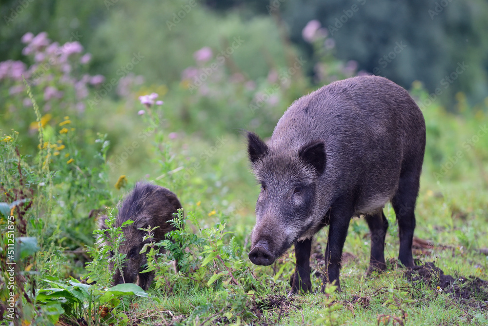 Wild boar female stands in summer forest and looks attentively, lower saxony, (sus scrofa), germany Wild boar female stands in summer forest and looks attentively, lower saxony, (sus scrofa), germany