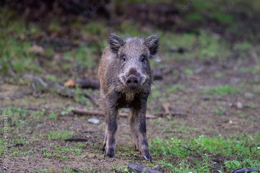 Wild boar piglet stands in summer forest and looks attentively, lower saxony, (sus scrofa), germany Wild boar piglet stands in summer forest and looks attentively, lower saxony, (sus scrofa), germany