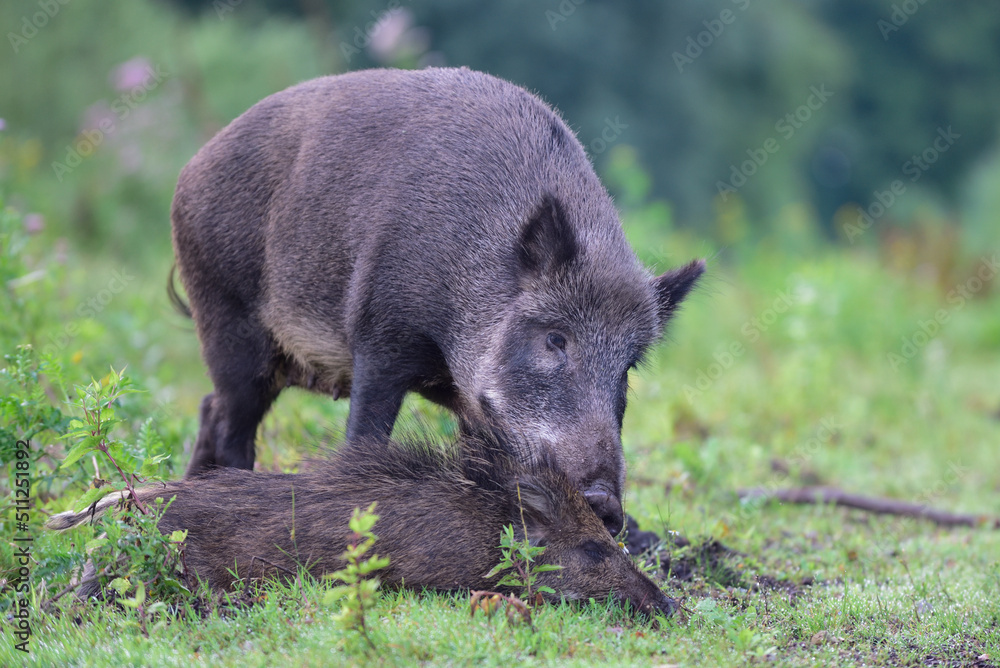 Wild boar sow cleans one of its lying young, summer, lower saxony, (sus scrofa), germany Wild boar sow cleans one of its lying young, summer, lower saxony, (sus scrofa), germany