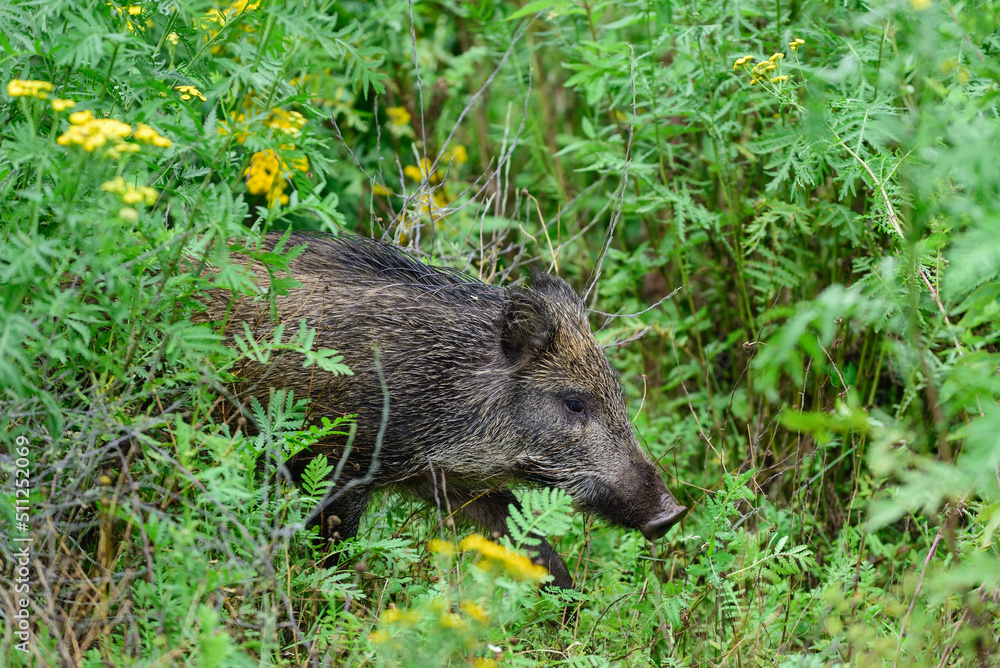 Wild boar young animals looking for food in the forest, summer, lower saxony, (sus scrofa), germany Wild boar young animals looking for food in the forest, summer, lower saxony, (sus scrofa), germany