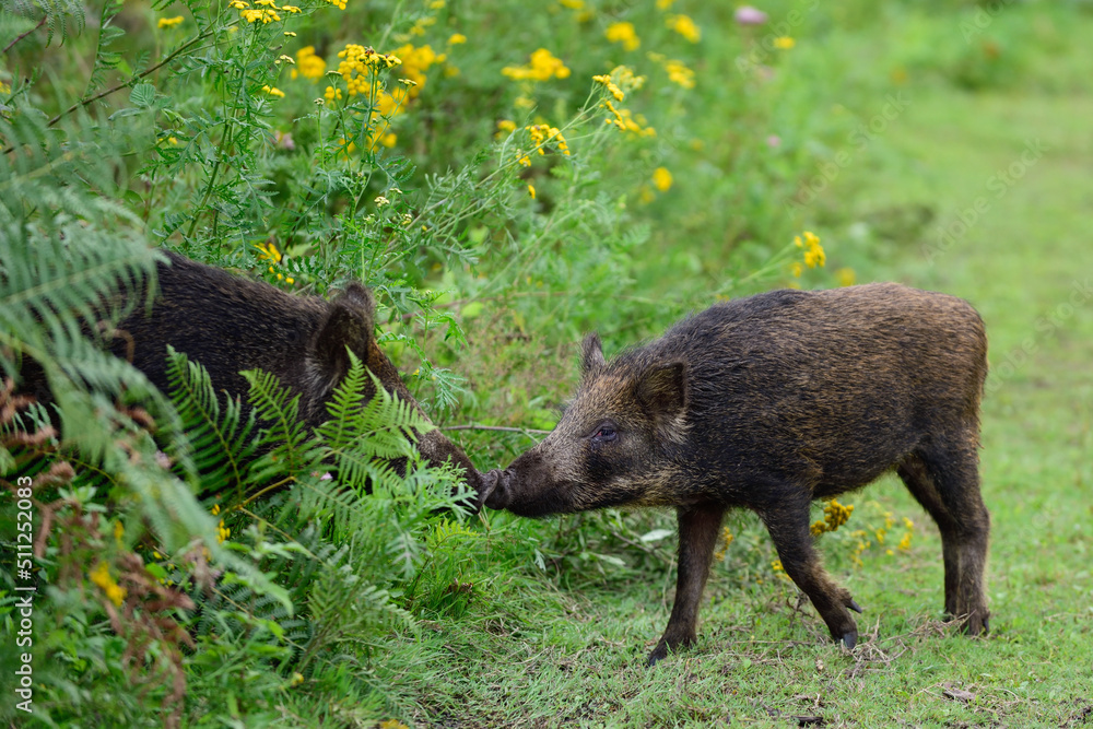 Wild boars greet each other with the nose, summer, lower saxony, (sus scrofa), germany
Wild boars greet each other with the nose, summer, lower saxony, (sus scrofa), germany