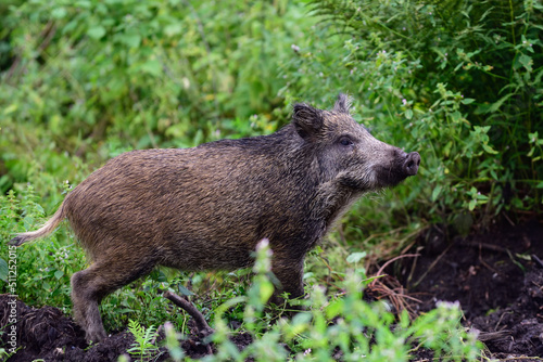 Wild boar young animal looking for food in the forest  summer  lower saxony   sus scrofa   germany
