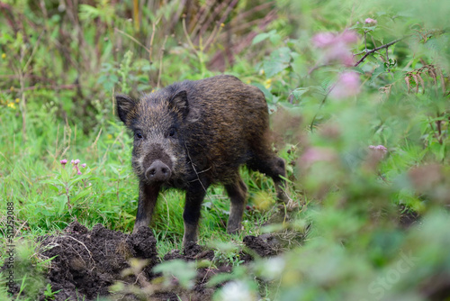 Wild boar young animals looking for food in the forest, summer, lower saxony, (sus scrofa), germany