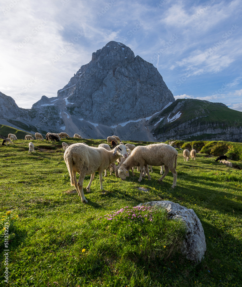Sheep below the Mangart mountain