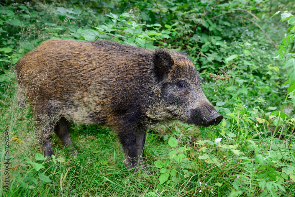 Wild boar young animal looking for food in the forest, summer, lower saxony, (sus scrofa), germany Wild boar young animal looking for food in the forest, summer, lower saxony, (sus scrofa), germany