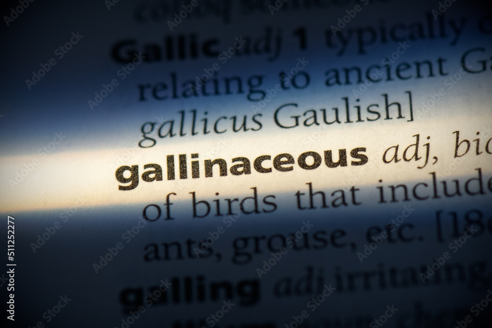 gallinaceous