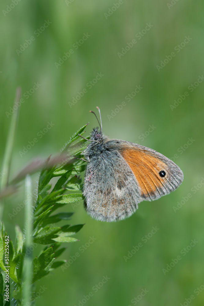 Obraz premium Small heath butterfly (Coenonympha pamphilus) rests on a blade of grass.