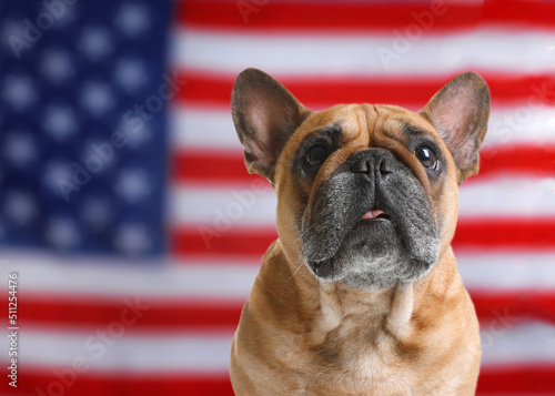 Fototapeta Naklejka Na Ścianę i Meble -  Adorable dog against national flag of United States of America