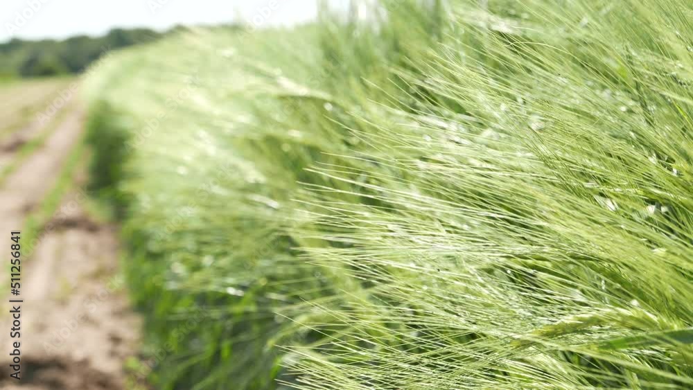 Closeup of unripe green barley ear in cultivated field Closeup of unripe green barley ear in cultivated field