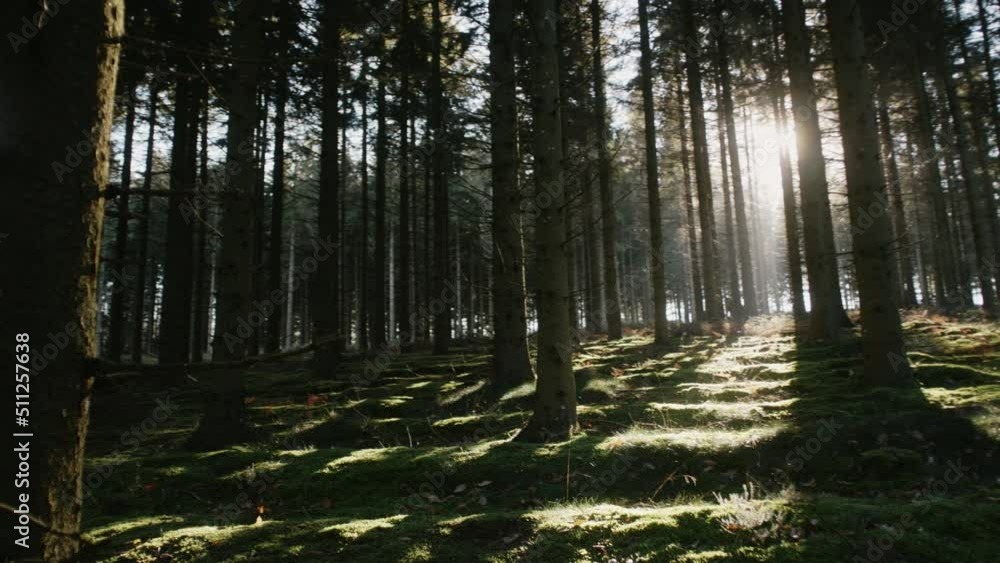 Sun light breaking through trees in early morning. Warm sunbeams illuminating plants in winter. Beautiful mountain pine forest with sun shining. Shadows of trees with a nice backlight Sun light breaking through trees in early morning. Warm sunbeams illuminating plants in winter. Beautiful mountain pine forest with sun shining. Shadows of trees with a nice backlight