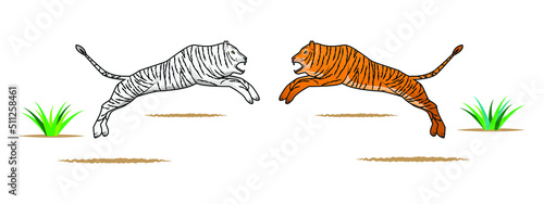 yellow and white tiger jumping or fighting in the air drawing in vector