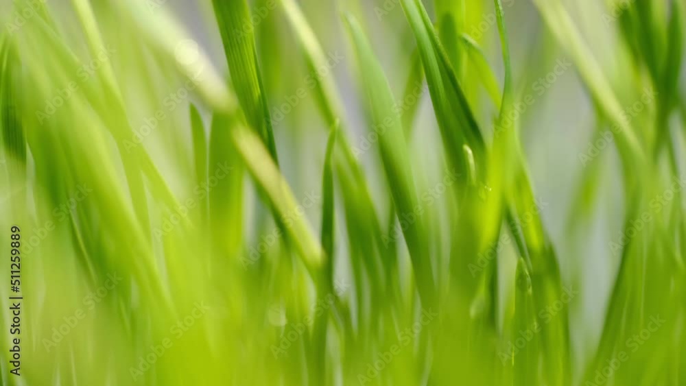 Green grass close-up. Grass in slow motion. Closeup rotation Green grass close-up. Grass in slow motion. Closeup rotation