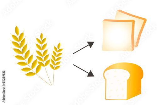 パンの原料となる小麦のイラスト photo