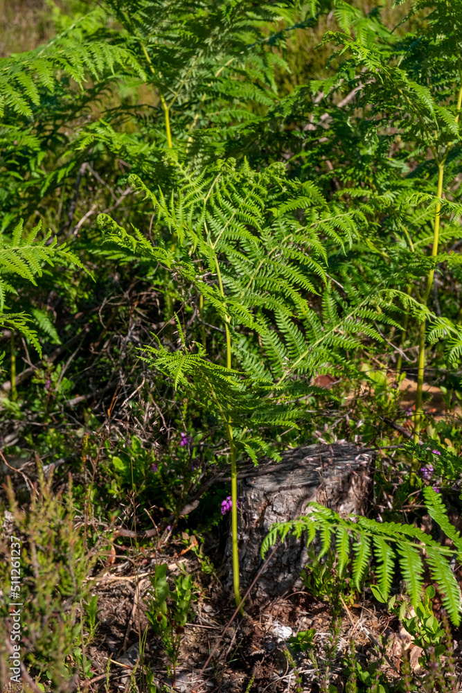 Fototapeta premium Summer foliage