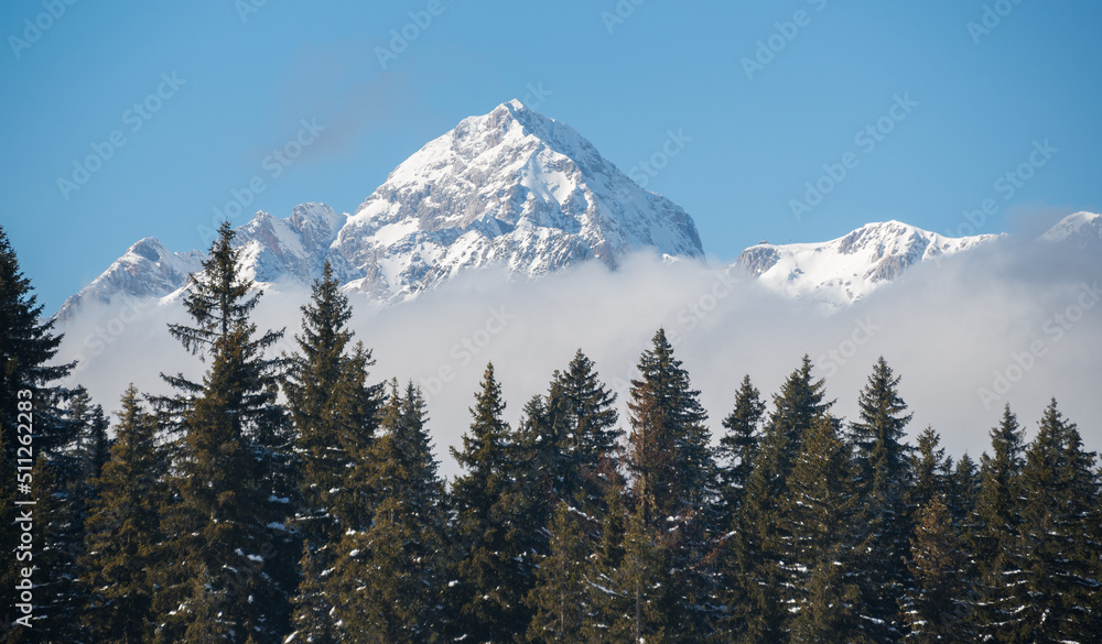 Obraz premium Forest and mountains at Pokljuka plateau