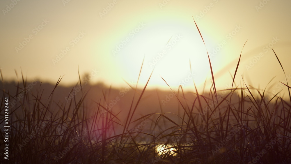 Soft light setting sun over green grass. Quiet landscape yellow sunset on marsh.