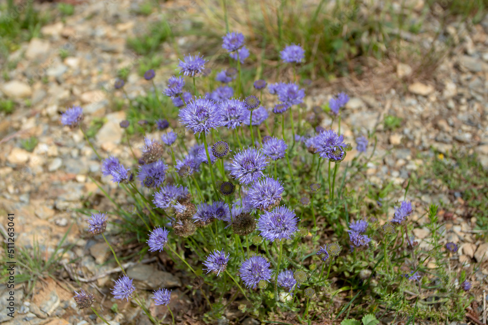 Obraz premium Jasione laevis Lam. subsp. carpetana blue flowers on the summer meadow