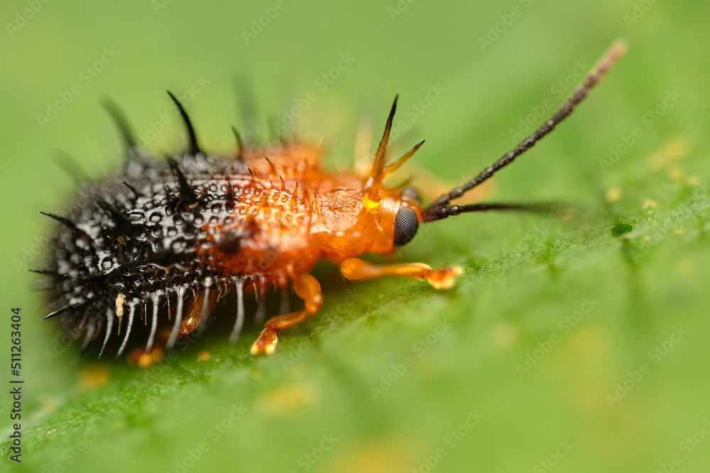 Genus Dactylispa leaf beetle macro photo close up Genus Dactylispa leaf beetle macro photo close up