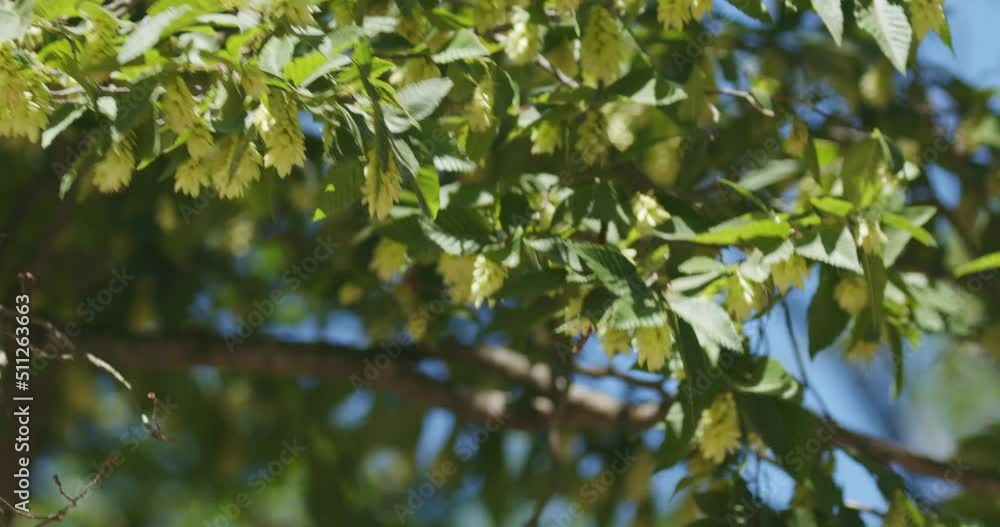Fruits of Carpinus orientalis, known as the Oriental hornbeam Fruits of Carpinus orientalis, known as the Oriental hornbeam