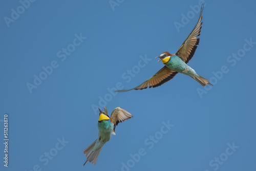 bird inflight