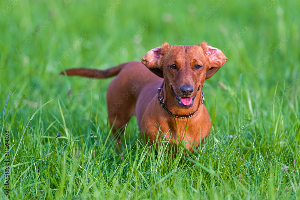 The funny red dachshund playing on the grass.