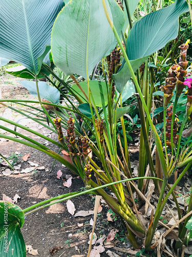 Planting Calathea lutea or Cigar calathea or Maranta lutea or Havana cigar plant or Pampano plant in Thailand.
