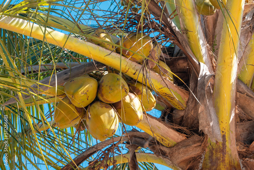 Palm trees in groups, Zanzibar island, Tanzania