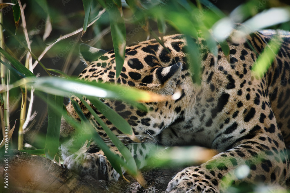 Fototapeta premium Jaguar lying behind grass. spotted fur, camouflaged lurking. The big cat is a predator.