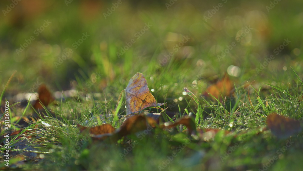 Fototapeta premium Closeup fallen foliage lying lawn on sunlight. Autumn scenery colorful leaves