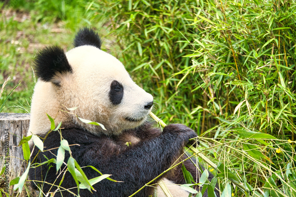 Fototapeta premium big panda sitting eating bamboo. Endangered species. Black and white mammal