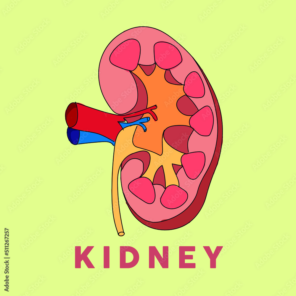 imagen vectorial de un riñón humano dibujada a mano ideal para ilustrar ...