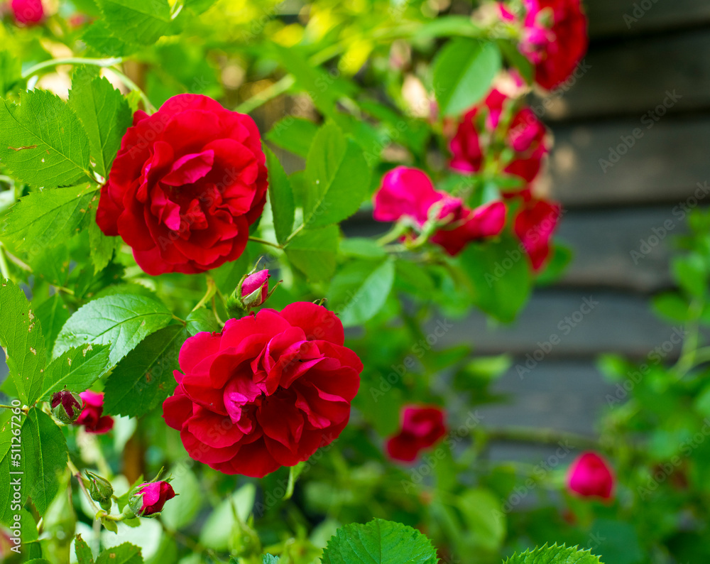 
rose bush against the background of a wooden fence with free space for text