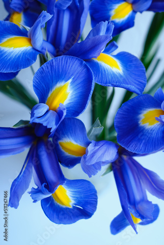 Fototapeta Naklejka Na Ścianę i Meble -  Bouquet of stylish blue-yellow irises close-up. Close-up of flower petals. Floral card or wallpaper. Delicate abstract floral pastel background