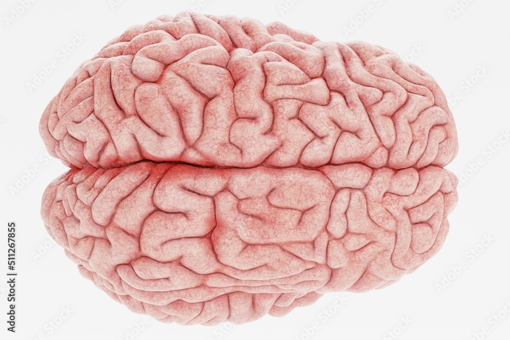 Realistic 3D Render of Human Brain Realistic 3D Render of Human Brain