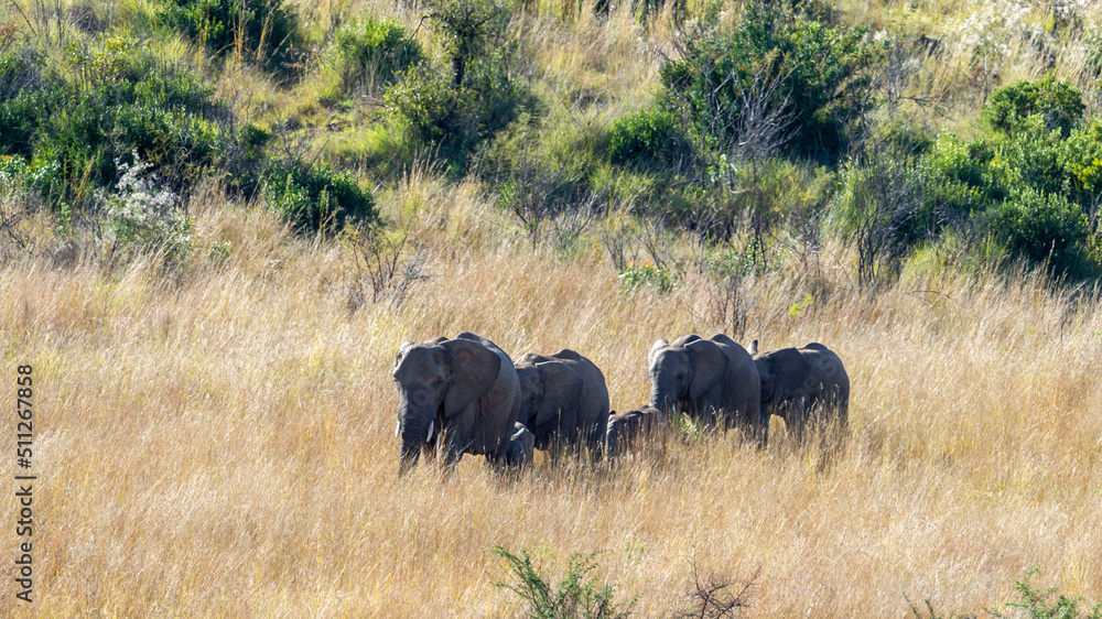 Obraz premium African Elephant ( Loxodonta africana) Pilanesberg Nature Reserve, South Africa