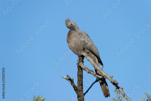 Grey Go-away-bird ( Corythaixoides concolor) Pilanesberg Nature Reserve, South Africa
