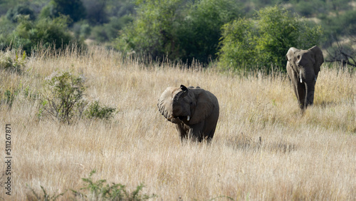 African Elephant   Loxodonta africana  Pilanesberg Nature Reserve  South Africa