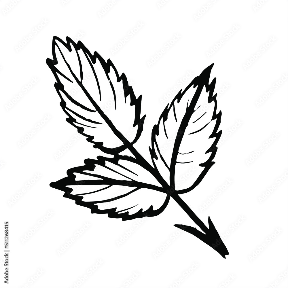 Rose leaves Black and white doodle vector hand drawn. Vector EPS10. Use for print on wallpapers, fabrics, invitations, packaging, postcards, stationery, etc
