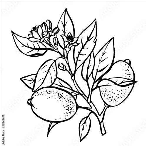 Lemon branch Black and white doodle vector hand drawn. Vector EPS10. Use for print on wallpapers, fabrics, invitations, packaging, postcards, stationery, etc