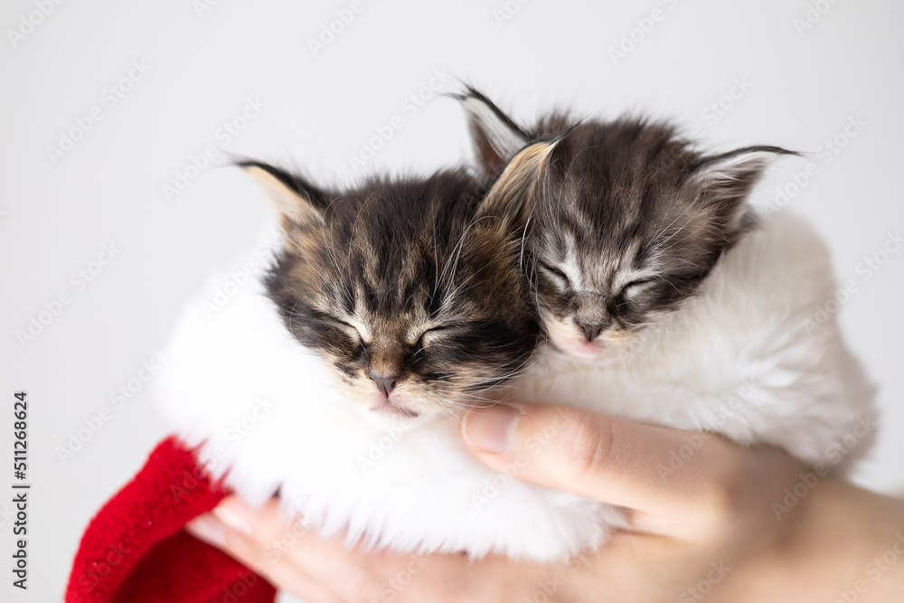 Merry Christmas and Merry New Year. Two cute fluffy maine coon kittens in a Santa hat on a white background. Postcard place for text