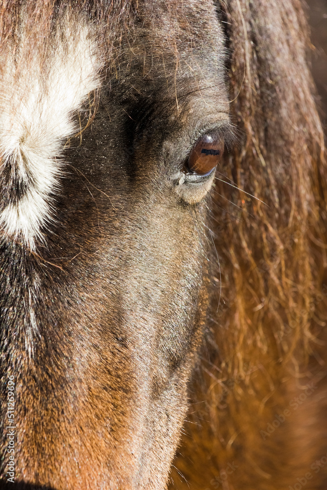 Portrait view of a Welsh Mountain Pony eyeball Portrait view of a Welsh Mountain Pony eyeball