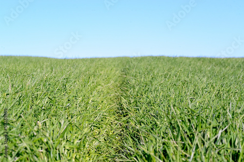 A field of cereal crops that are still green and growing. Photography with copy space. selective focus