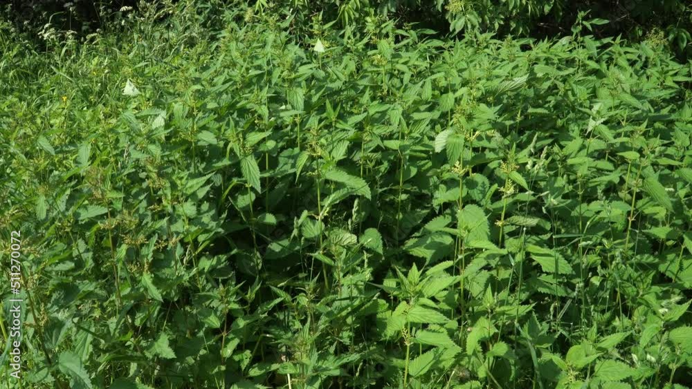 Nettles (Latin: Urtica dioica) - stalks of stinging plants that sway in the wind. Close-up scene of wild nature on a sunny day. Nettles (Latin: Urtica dioica) - stalks of stinging plants that sway in the wind. Close-up scene of wild nature on a sunny day.