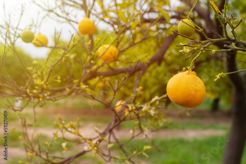 Close-up of a ripe orange hanging from a tree branch in a farm